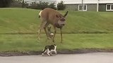 猫咪以为有老鼠在挖洞，看清后顿时就傻眼了：对不起，打扰了