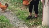 公鸡：我要被抓走了，快来救救我！