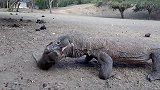 无恶不作的猴子，落到了科莫多巨蜥手里，直接被“爆头生吞”！