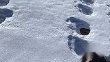 步子很均匀，难道是喜马拉雅山的雪怪？