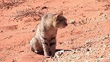 猫咪就是低配老虎，在荒野同样可以生存