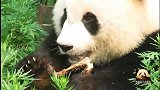 熊猫萌萌：当我还是小孩子，就已经漂亮得像花儿一样了