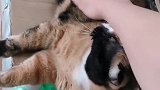 猫：别打扰我，我在休息呢！