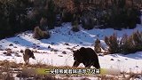 大家都是熊，为何棕熊一掌能拍死狼王，黑熊却夹着尾巴逃跑？