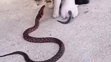 猫：你这蛇走开点，别伤着我孩子了！