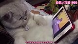 爆笑：沉迷于看动画片的猫，这是成精了嘛！