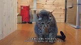 猫咪饿的把这个东西都放在嘴巴里面了，太逗了！