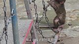 小猴子头被卡住，猴妈妈的这一做法让人不能理解，画面让人感动