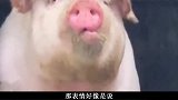 猴哥们，你们就放过我吧，我只想回水里