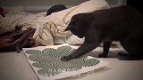 主人给猫咪做了个打地鼠机，猫咪将打地鼠的功夫练得出神入化