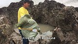 藏有暗流的水坑，海货集中盘踞逃窜，1斤多触须像蛇的大螺最值钱