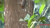 花猫大战松鼠,猫咪被松鼠骗上树完全懵了