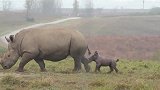犀牛宝宝屁颠屁颠跟在妈妈后面跑，一路蹦蹦跶跶的好开心