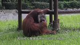 为看鳄鱼吃野猪，游客用面包诱拐野猪到河里，还觉得自己很聪明