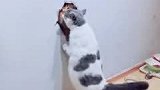 猫：主人这猫怎么跑到墙上去了！
