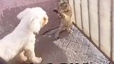 猫咪打架，这是熟读孙子兵法了呀