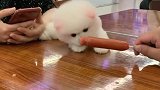 爱吃香肠的狗狗，可把狗狗馋坏了