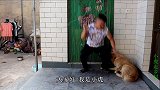 金毛嘴馋呼喊着要吃肉，小虎往火腿里放辣椒整蛊金毛，可真坏
