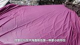 人们把鲸鱼脑袋给炸了，“嘣”的一声，只为早点帮鲸鱼解脱！
