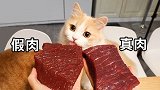 人造肉or真牛肉？测试猫咪能否分辨！橘猫：有区别吗？
