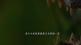 食蚁兽在河边喝水，豹子伏击在身后：这是个什么东西不敢下嘴