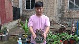 四季海棠夏季不会养？掌握3个“步骤”，度夏无忧，花期开满盆