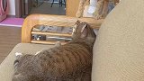 你们家的橘猫也这样吗