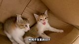愤怒的小奶猫，守护着自己的家