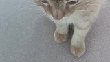 撒娇求抱抱的小猫，还真是拒绝不了