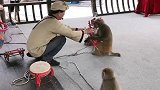 猴子拉二胡