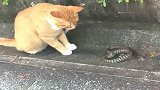 猫咪和蛇，猫咪小爪子不停的在试探，蛇的速度也不是盖的