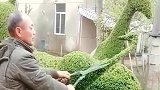 大爷真厉害，硬是把树修成了这个样子，这样的技术真是个高手啊！