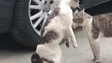 广西老表家的猫咪这样叫，难道是他们两个急眼了