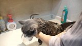 一年半没洗澡的猫咪，刚开始极力反抗不进水池，最后却泡起澡来！