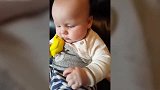 小朋友偶得一只小黄鸟，很是好奇，别塞进嘴里啊