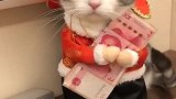 可爱的招财猫