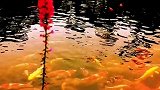 是谁撩动夕阳下的波光,锦鲤戏水,一团和气!