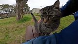 小野猫见到人就往上凑，你的野性都去哪了？