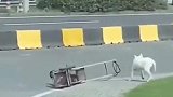 狗子拉萌娃过马路，结果“翻车”了，咋总感觉狗子故意的？