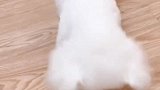 比熊是小型犬，性格温顺，不掉毛