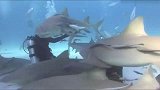 潜水员与食人鲨鱼水下嬉耍