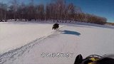 野猪在雪地被摩托车追，野猪：求您别追了，我快跑缺氧了！