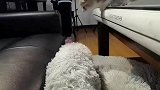 听说你们瞧不起矮脚猫是吗