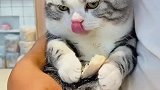 骗猫把它卖了看看猫的反应