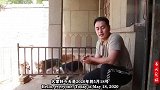 养犬兄妹引进新犬种——柯基犬，小短腿跑起来太搞笑啦