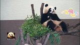 熊猫宝宝彩浜舒舒服服躺好，悠然自得地享用美味竹笋，好萌呀！
