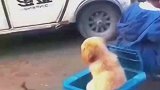 狗富贵勿相忘，燕子没有你我怎么活啊