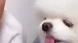 主人趁狗不注意亲了它，狗子竟然被恶心到了