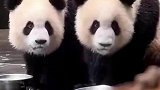 大熊猫渝可渝爱有多默契：双胞胎的默契