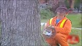外国搞笑恶作剧，屋主人愁了，心爱的大树要被放倒